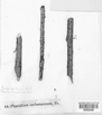 Phacidium carbonaceum image